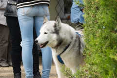 doghof Eröffnung 014