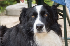 doghof Eröffnung 017