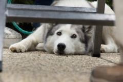 doghof Eröffnung 029