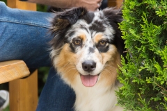 doghof Eröffnung 037