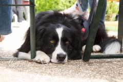 doghof Eröffnung 046