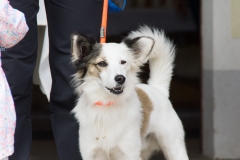doghof Eröffnung 055