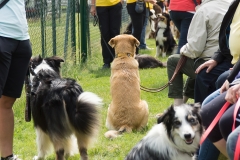 doghof Eröffnung 057