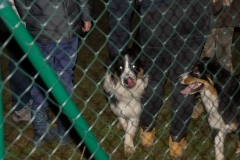 Doghof Punsch 18