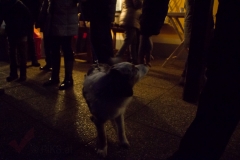 Doghof Punsch 30