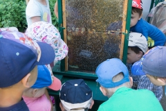 Bienen Kindergarten 13