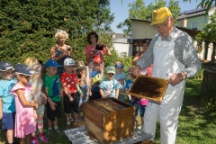 Bienen Kindergarten 33