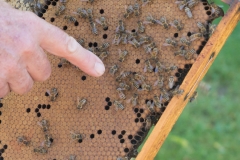 Bienen Kindergarten 35