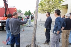 maibaum_10