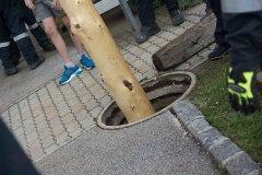 Maibaumaufstellen 04