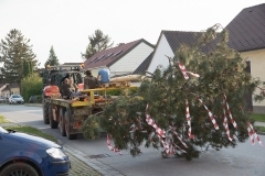 Maibaumaufstellen 17