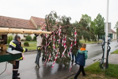 Maibaum-2019-03