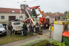 Maibaum-2019-10