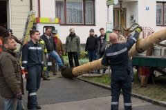 Maibaum-2019-11
