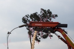 Maibaum-2019-16
