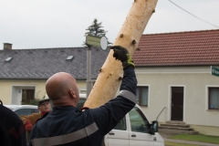 Maibaum-2019-18