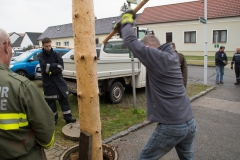 Maibaum-2019-28