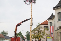 Maibaum-2019-29