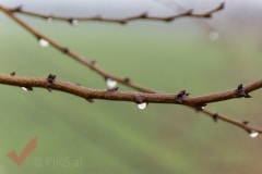 silvesterwandertag_20