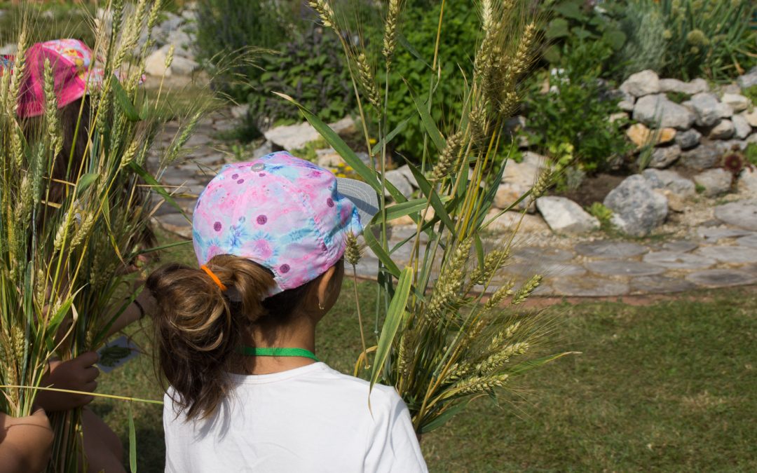 Getreideernte im Gemeinschaftsgarten
