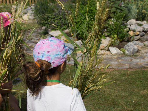 Getreideernte im Gemeinschaftsgarten