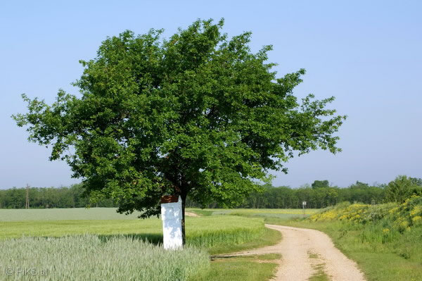 Breitensee 2008