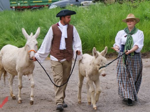 Tierumzug in Schlosshof 2011