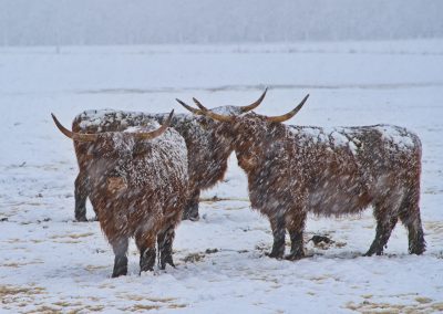 Es schneit auf der Weide