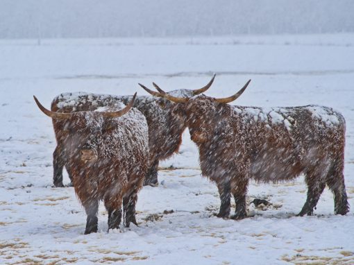 Es schneit auf der Weide