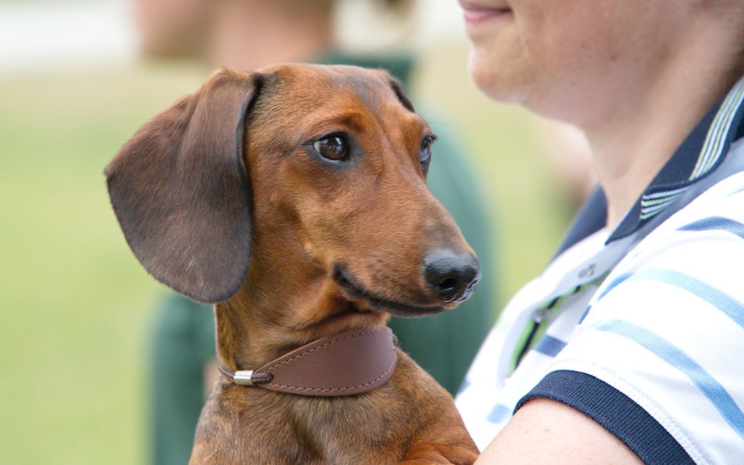 Ausstellung Dachshundeklub