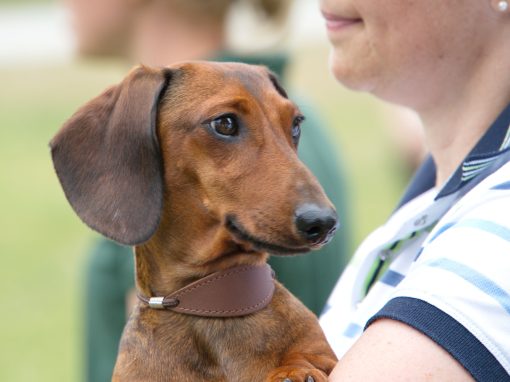 Ausstellung Dachshundeklub